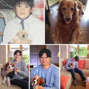 Beyond the Diamond: A Look at Shohei Ohtani’s Endearing Journey With Pets From Childhood to Stardom