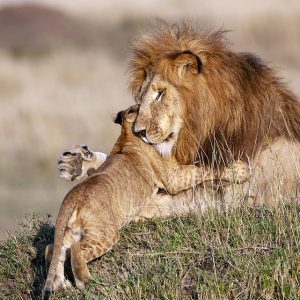 The Adorable Lion Cub Brought Out His Father’s Softer Side, As The Pair Embraced In A Touching Hug.