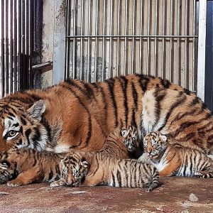 Seoul Grand Park Unveils Siberian Tiger Triplets To The Public (video)