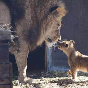AMAZING Moment When Lion Cubs Meet Dad for First Time (Video)