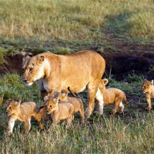A Zimbabwe Lioness May Have Set A World Record By Giving Birth To Eight Cubs In A Single Litter, Despite Being On The Birth Control Pill.