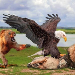 The Century Battle Between African Lion Versus The King Eagle – Who Is The Best?