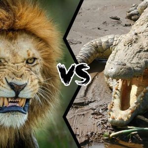 Who Wins The Fight Between A Lion And A Crocodile?