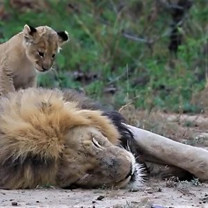 Lion Cub Worriedly Woke Up From His Sleepy Father (Video)