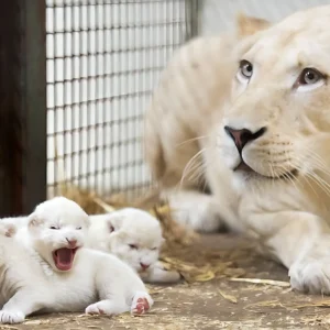We Have Three Tiny White Lion Cubs Is Just 6 Days Old At Serengeti Park, German: So Small And Cute (Video)
