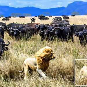 RARE Moment!!! Fearless Male Lion Hunts Buffalo Herd, ALONE!!!