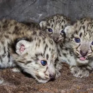 Adorable Baby Snow Leopards (Video)