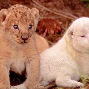 The Weak White Lion Finally Became The Lion King After Going Through A Dangerous Journey. (Video)