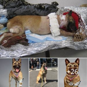 El perro militar que protege a las personas a pesar de que perdió una pierna aún cumple con su responsabilidad.